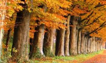 3335 | Automne - Les arbres prennent la belle couleur de l'automne.