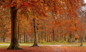 3353 | Forêt en automne - 