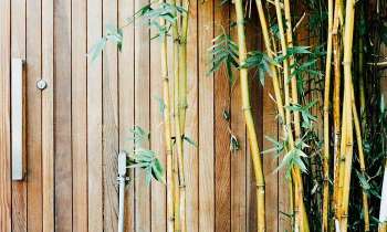 3591 | bambou - 