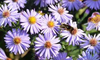3668 | Violettes et une abeille - 