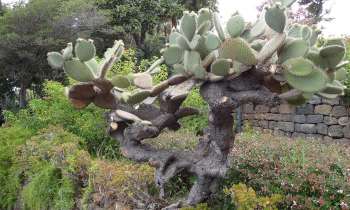 3887 | Arbre Cactus - 