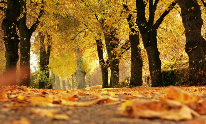 puzzle Chemin boisé en automne, 