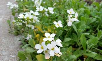 4185 | petites fleurs blanches - 
