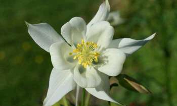 4688 | Fleur blanche - 