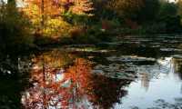 Puzzle Les jardins de Giverny