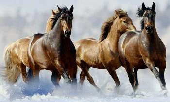 4454 | Chevaux dans la neige - Vous voyez 3 ou 4 chevaux ?