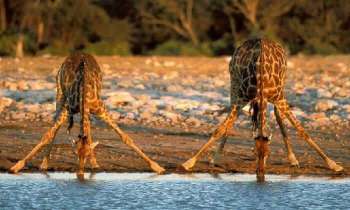 5097 | Girafes se désaltérant - 2 girafes se désaltérant au bord d'une rivière