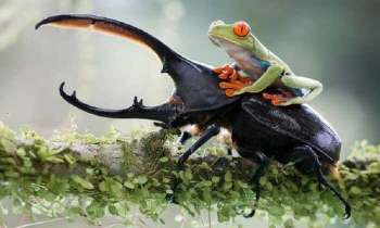 4996 | scarabée et grenouille - Le scarabée Rhinocéros, un nouveau moyen de locomotion pour cette grenouille ?