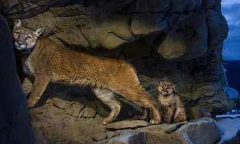 10989 | Une femelle puma et son petit - 