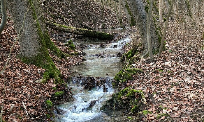 puzzle Ruisseau en forêt, 