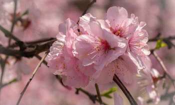 5333 | Fleurs de cerisier - 
