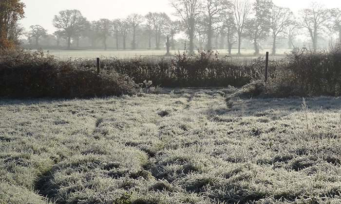 puzzle Gelée blanche, Gelée blanche sur la campagne vendéenne..