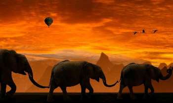5224 | La marche des éléphants - 
