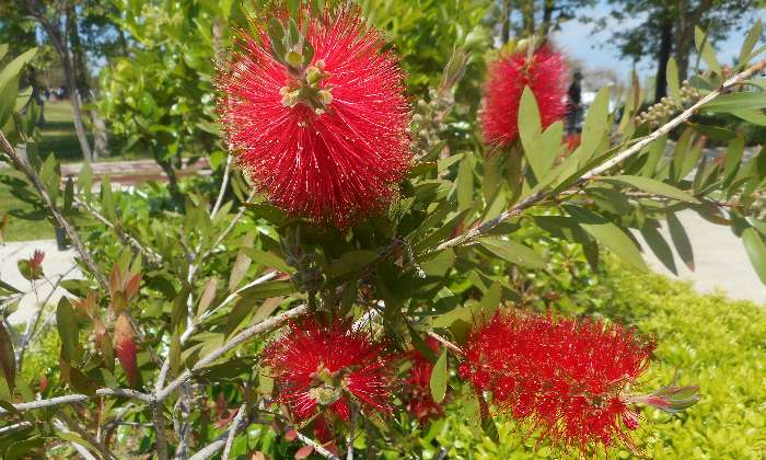 puzzle fleurs rouges, un jardin fleuri à Antalya