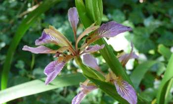 11063 | Fleur sauvage - Dans la pinède de Saint Vincent sur Jard, c'est peut-être une orchidée sauvage