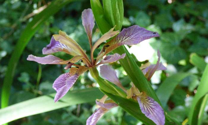 puzzle Fleur sauvage, Dans la pinède de Saint Vincent sur Jard, c'est peut-être une orchidée sauvage