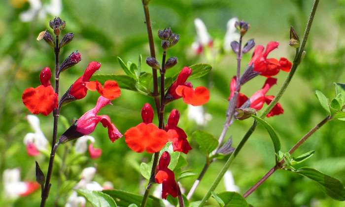 puzzle Sauge rouge, Fleur de mon jardin