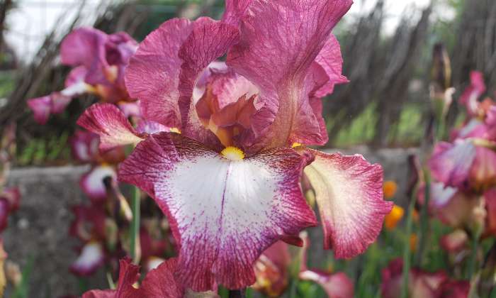 puzzle Fleur d'iris, Fleur de mon jardin