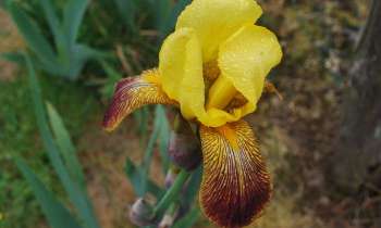 7726 | Iris jaune - fleur de mon jardin