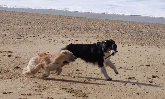 puzzle Course à la plage, mes chiens