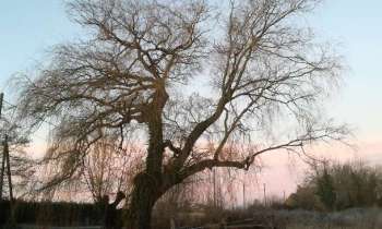 11362 | Arbre en hiver - 