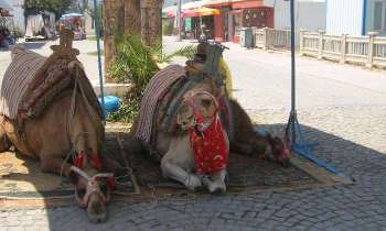 11064 | Les chameaux font la sieste - Les chameaux font la sieste en attendant les touristes à Demre en Turquie