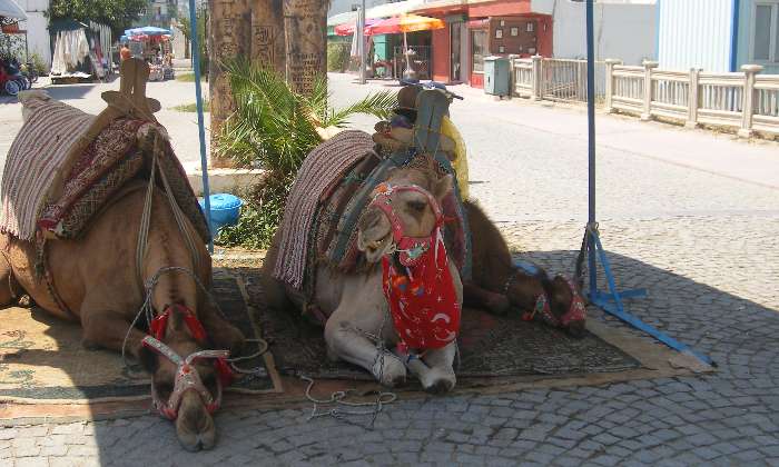 puzzle Les chameaux font la sieste, Les chameaux font la sieste en attendant les touristes à Demre en Turquie