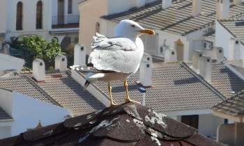 9828 | Un goéland conquérant - Installé sur son perchoir, le goéland domine les toits de Puerto de Mazarrón