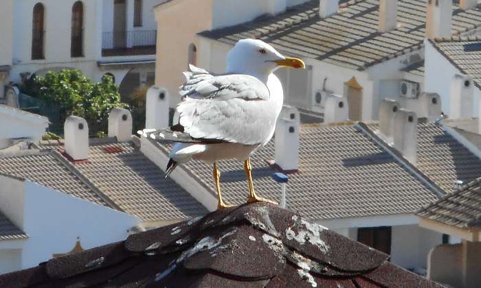 puzzle Un goéland conquérant, Installé sur son perchoir, le goéland domine les toits de Puerto de Mazarrón