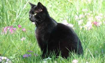 5336 | Chat noir - au printemps "Réglisse" profite du jardin