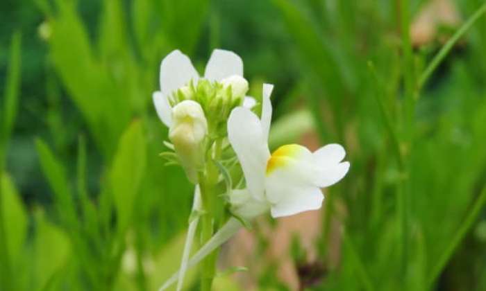 puzzle beauté du jardin, gueule de loup blanche blanc