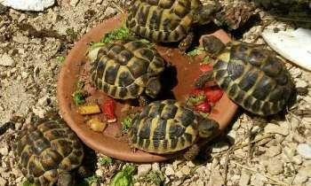 5344 | Petites tortues - 