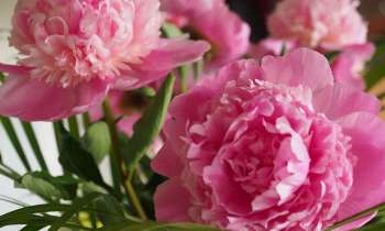 10949 | Pivoines en splendeur - 