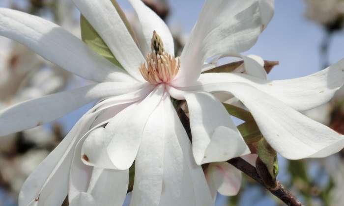 puzzle Magnolia Stellata, 