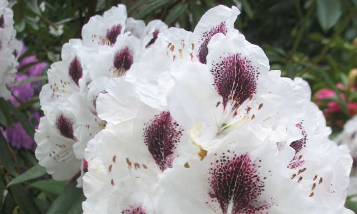 puzzle Fleur, Rhododendron