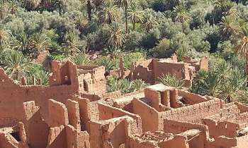 7851 | Sud marocain - Balade dans la palmeraie