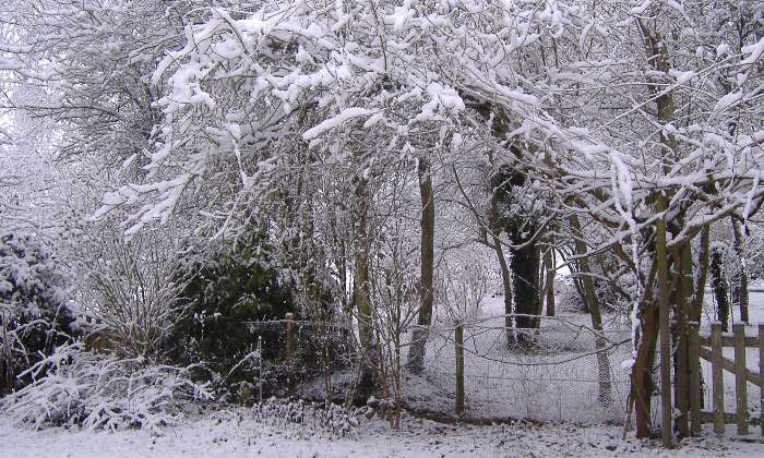 puzzle bois sous la neige, 