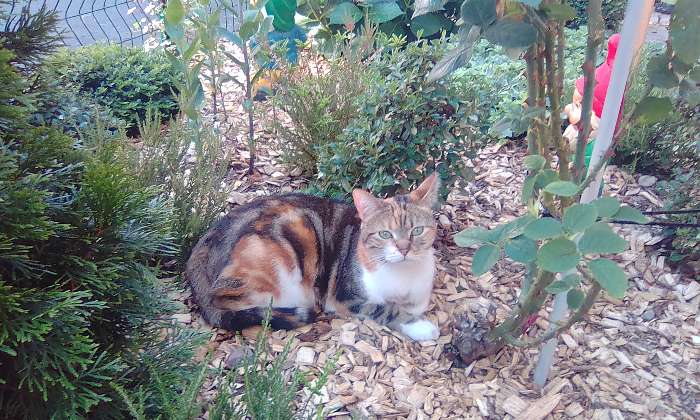 puzzle Lilou, Lilou en train de prendre le soleil dans le jardin