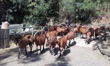 5613 | Chèvres - Troupeau de chèvres rentrant de pâture