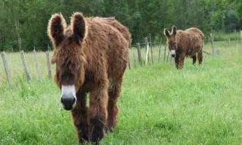 5619 | Baudets du poitou - Comme son nom l'indique cet âne de grande race est originaire du Poitou mais ceux-ci ont été photographiés en Vendée.