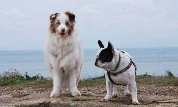 5596 | les plus gentils des chiens - lou berger australien et ma titi bouledogue francais petite étoile au paradis des chiens