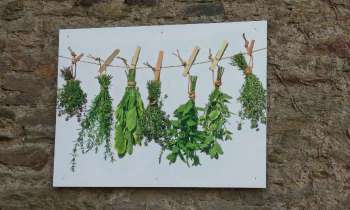 11069 | herbes aromatiques - Tableau sur un mur