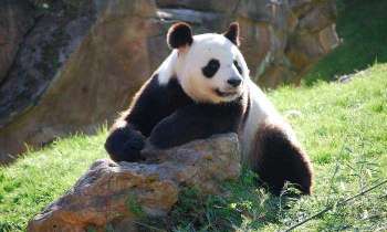 5774 | panda - Au parc de Beauval pour la protection des espèces, sinon je n'y serais pas allé