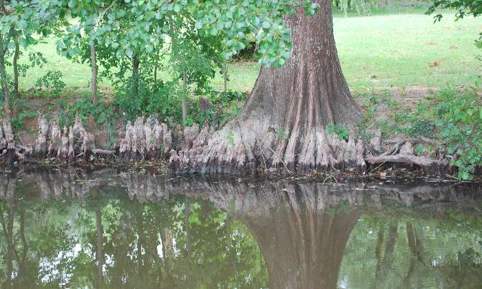 puzzle reflet, reflet sur l'eau d'un étang lors d'une balade bucolique