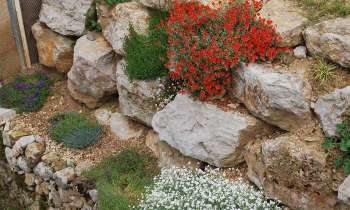 6207 | rocaille - fleurs de rocaille
