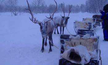 6300 | promenade avec les rennes - Laponie, balade en traineau