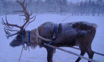 6251 | renne en Laponie - attelé pour une balade en traineau