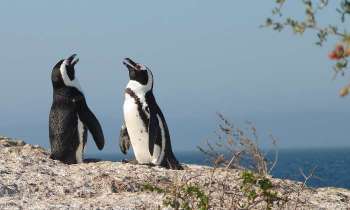 6672 | un couple de pingouins - Photo prise en Argentine. Un couple de pingouins sont en conversation. Ne pas les déranger !!!!!