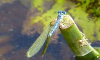 6094 | libellule bleue - Insecte des plans d'eau, la libellule bleue