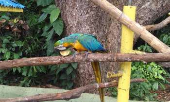 6025 | Perroquet - Perroquet du jardin botanique en Guadeloupe